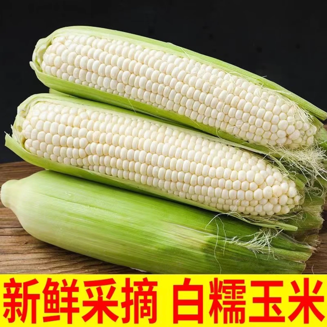 新鲜现摘白糯玉米当季苞谷软糯香玉米棒子9斤装
