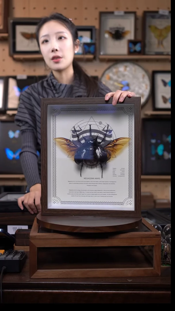 战神大兜标本摆件