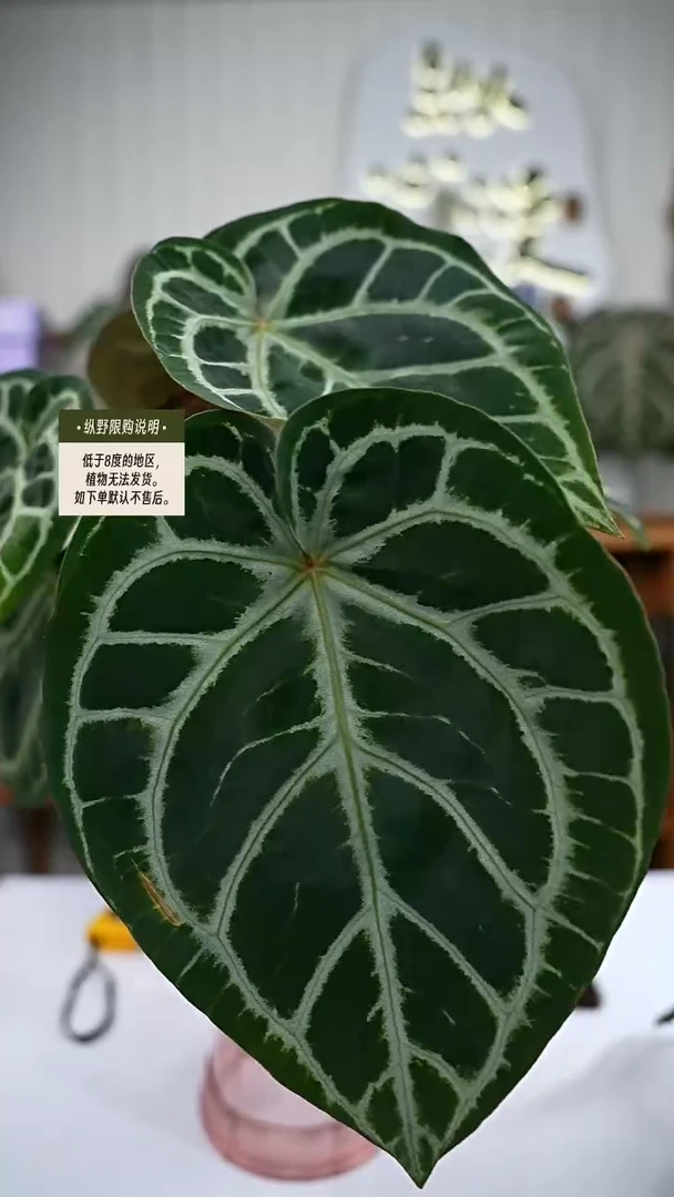 完全开放Y85女团杂