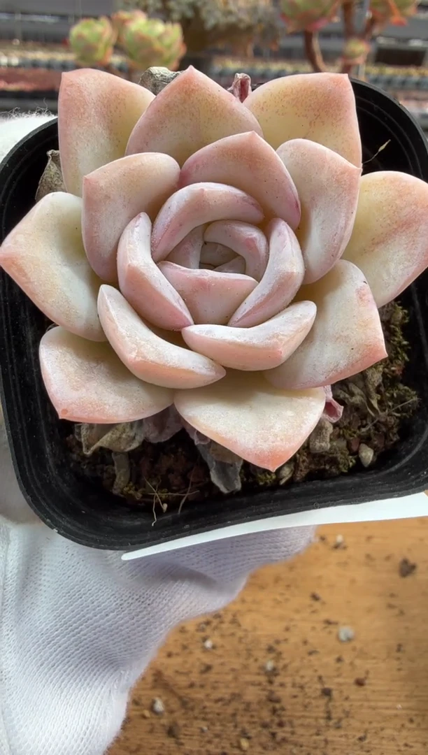 东云多肉园二店-251