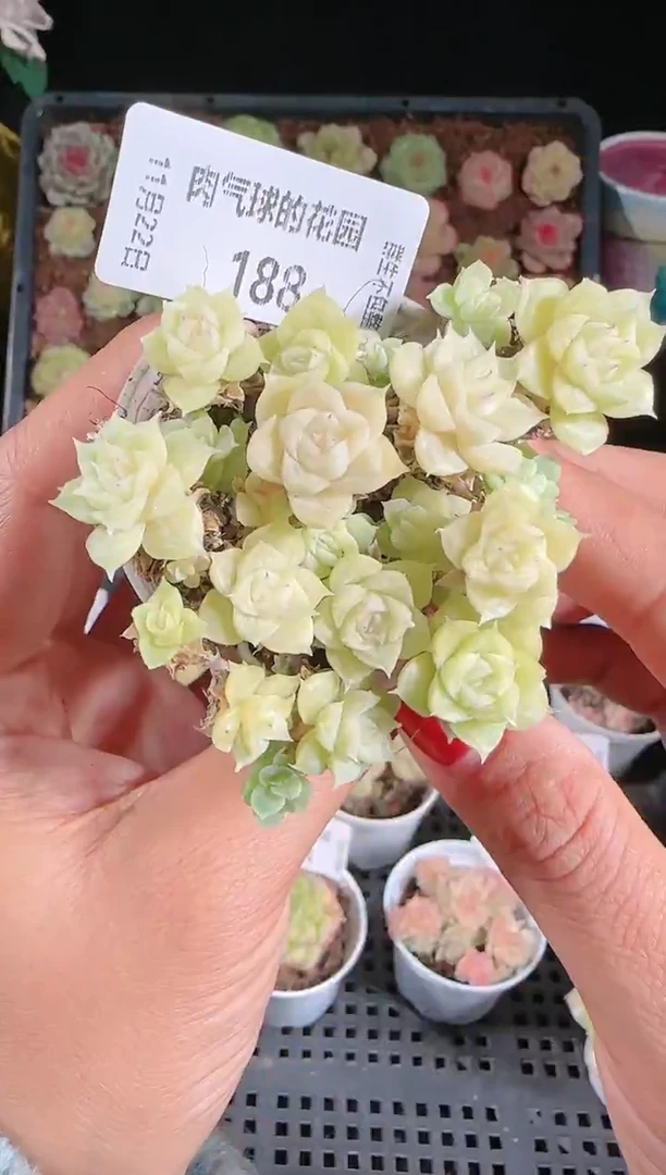 1122-188群生不包整