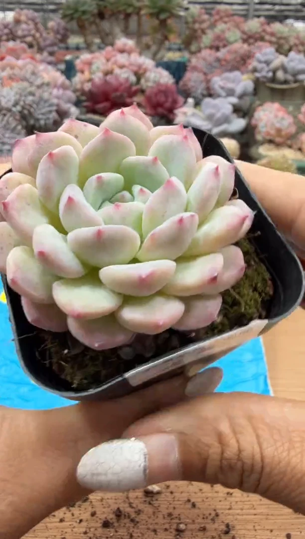 东云多肉园二店-270