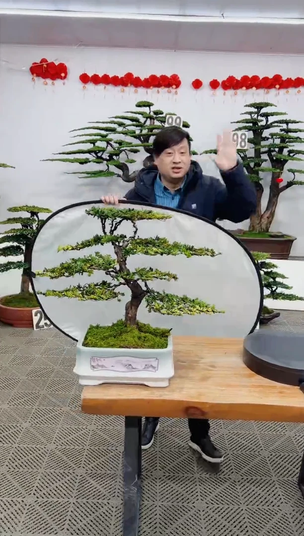 【闪购商品】盆景盆景