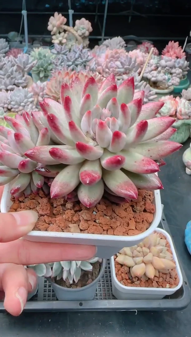 【闪购商品】3408虞美人