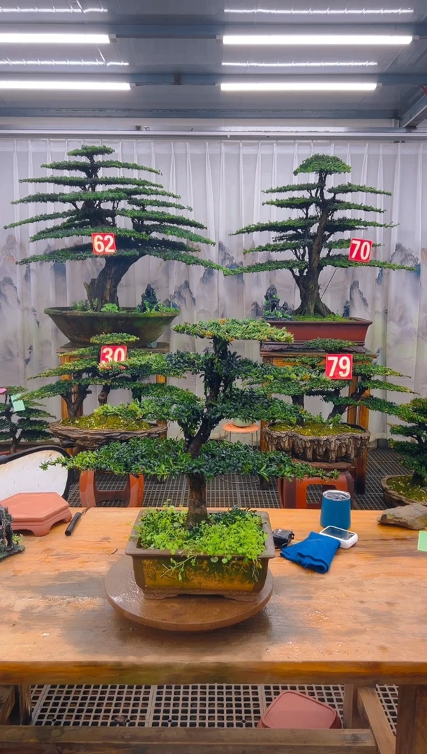 无花朵用****8精品盆景直播间一物一拍