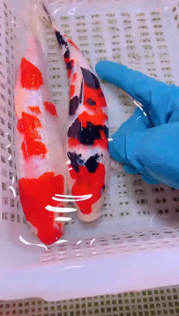 锦鲤冷水观赏鱼全场包邮169