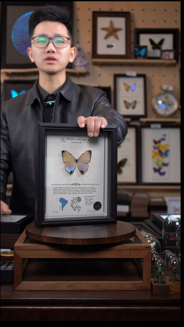 蝴蝶标本摆件竞拍夜明珠闪蝶l207