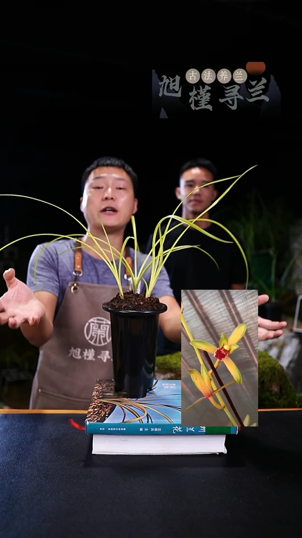 当前无花朵，栽培后可花朵用****1蕙兰-皇太极（3苗连体）寄养