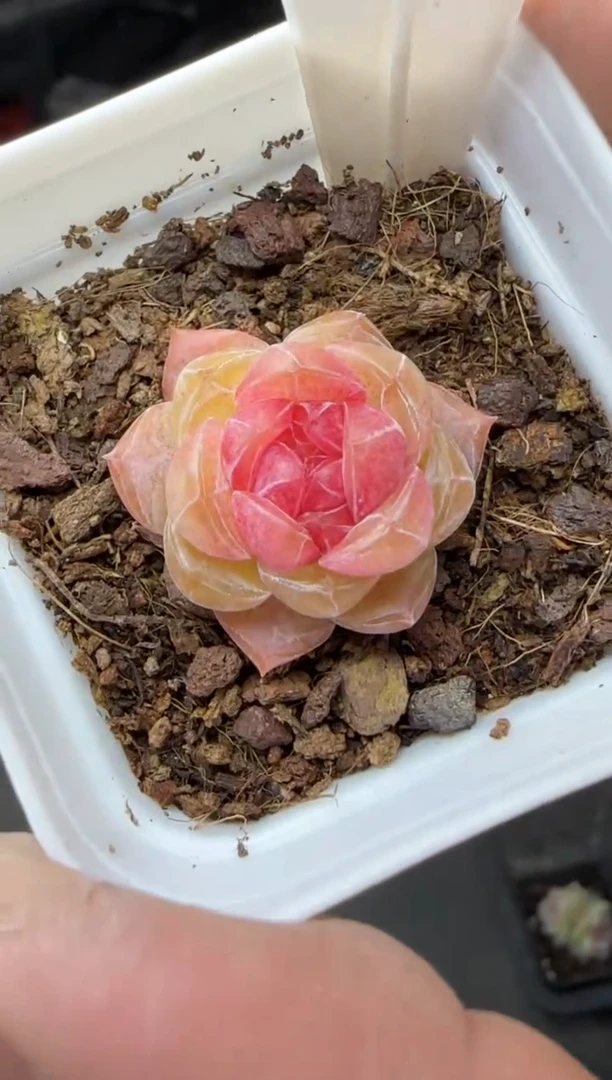 【闪购商品】一物一拍0223—50