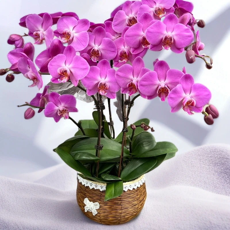 蝴蝶兰《粉公主》 紫色中大花型纯天然花色 清新自然室内花卉