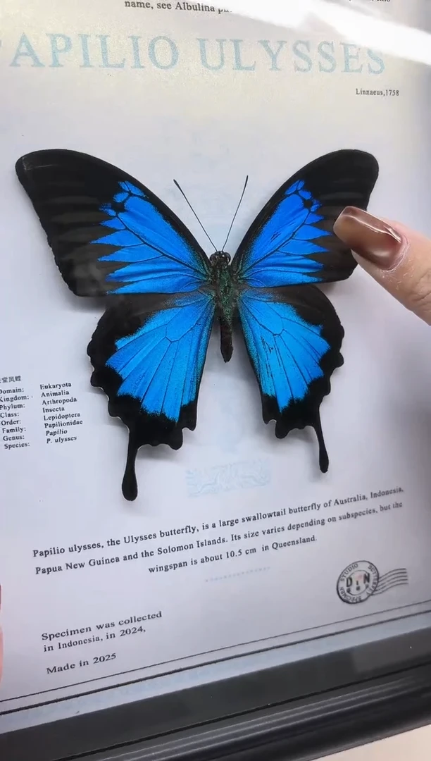 有机玻璃天堂凤蝶相框标本