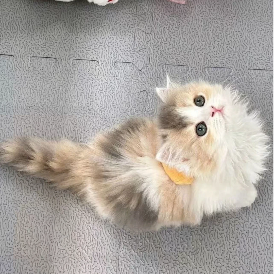 宠物活体猫咪英短美短矮脚拿破仑曼基康萌宠猫崽