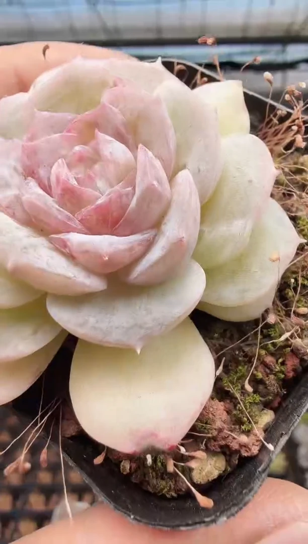 东云多肉园新款-309