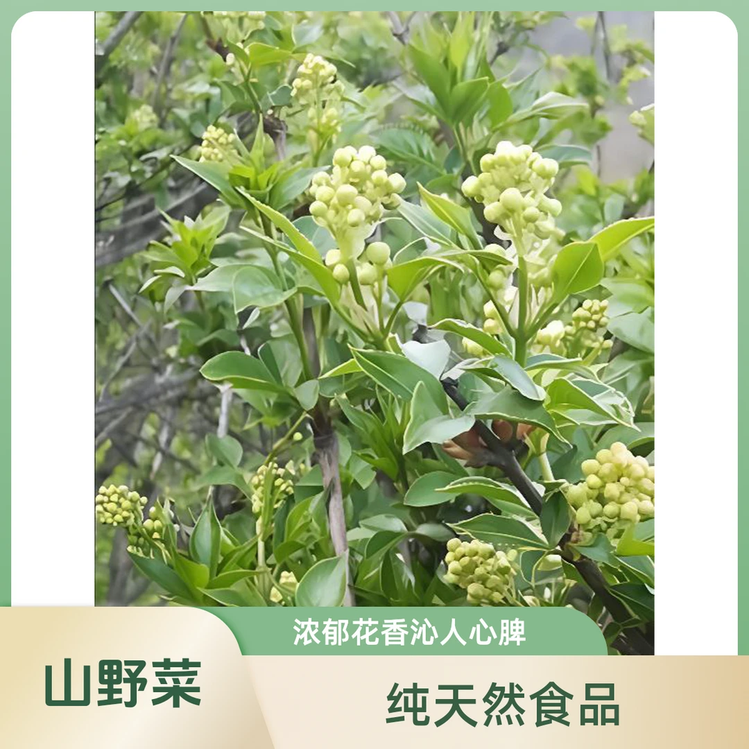 山野菜珍珠花（纯天然）