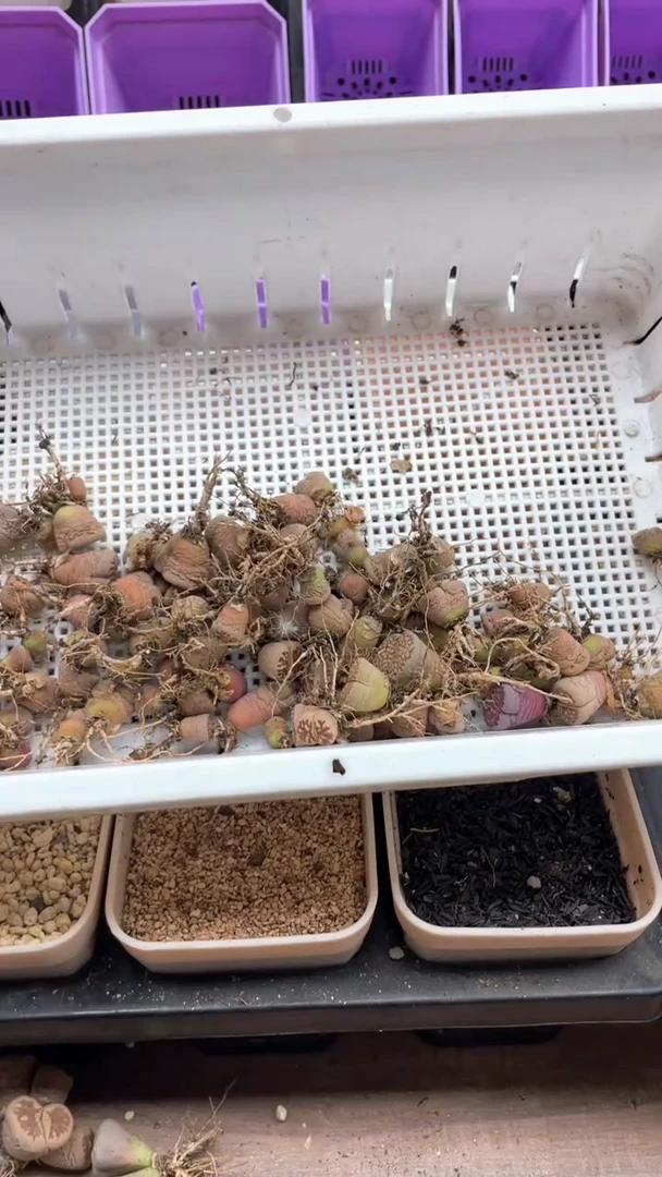 4373开播福利一物一拍