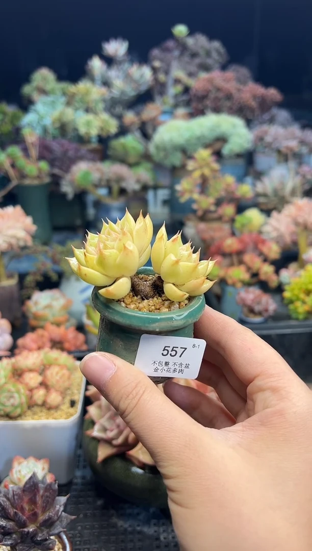 洋***羊557        不带盆