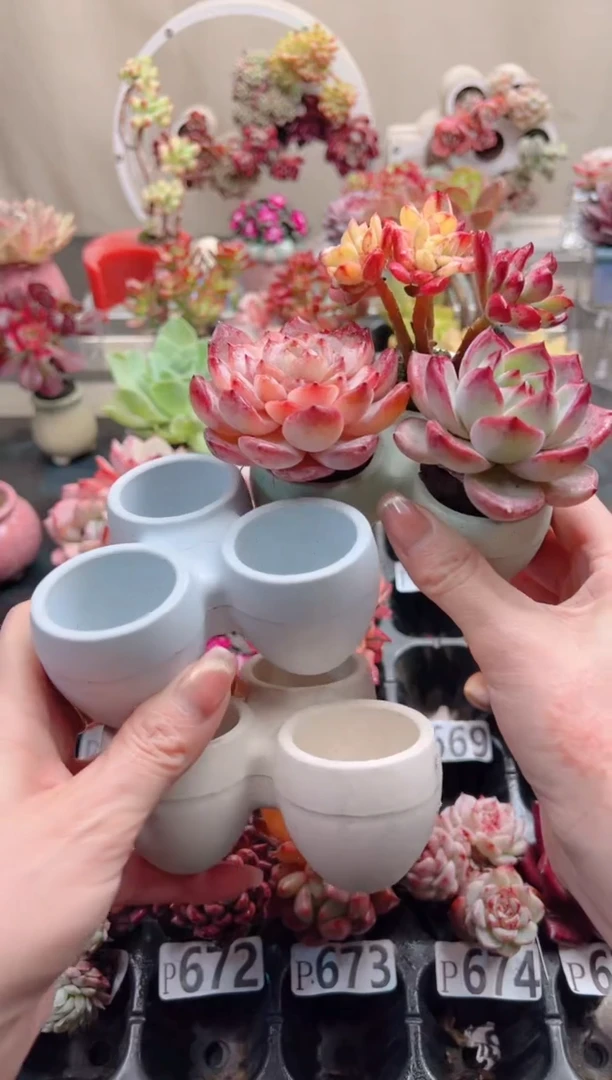 【闪购商品】三孔蛋壳盆一个，不含多肉