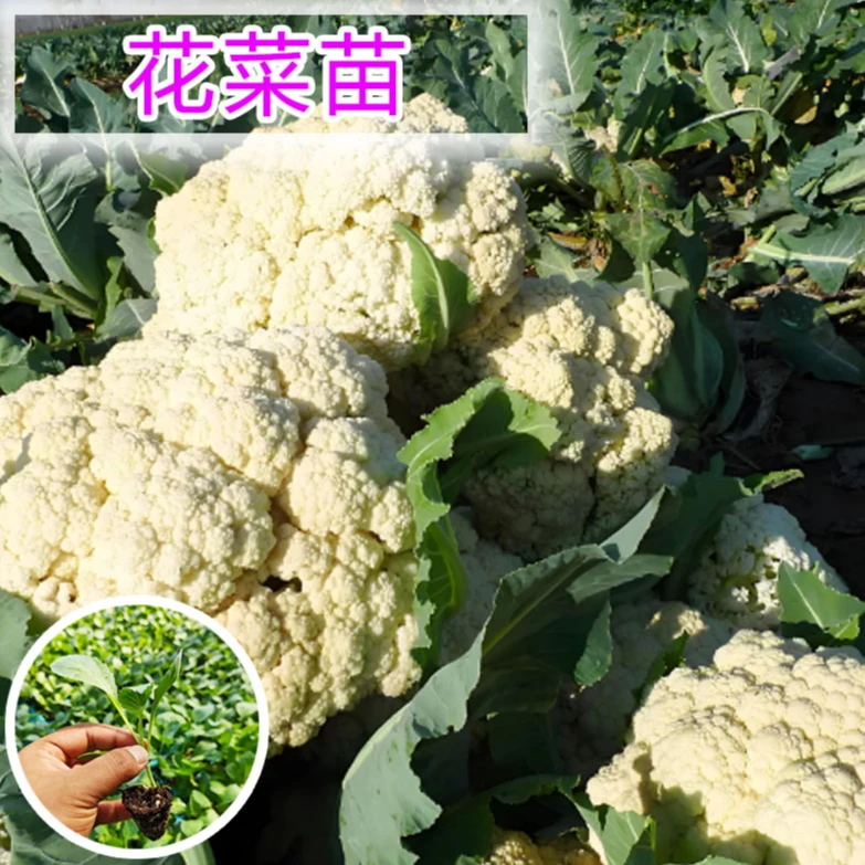 花菜苗松花菜花椰菜苗带土发货适合庭院种植的蔬菜苗