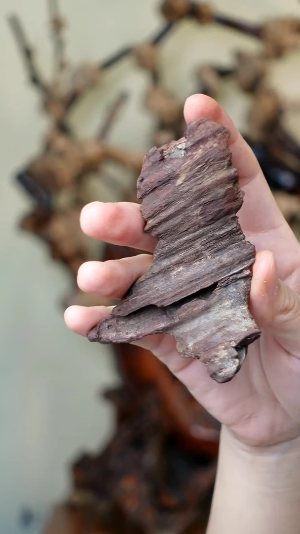 木 本降真香红降花梨公 20g