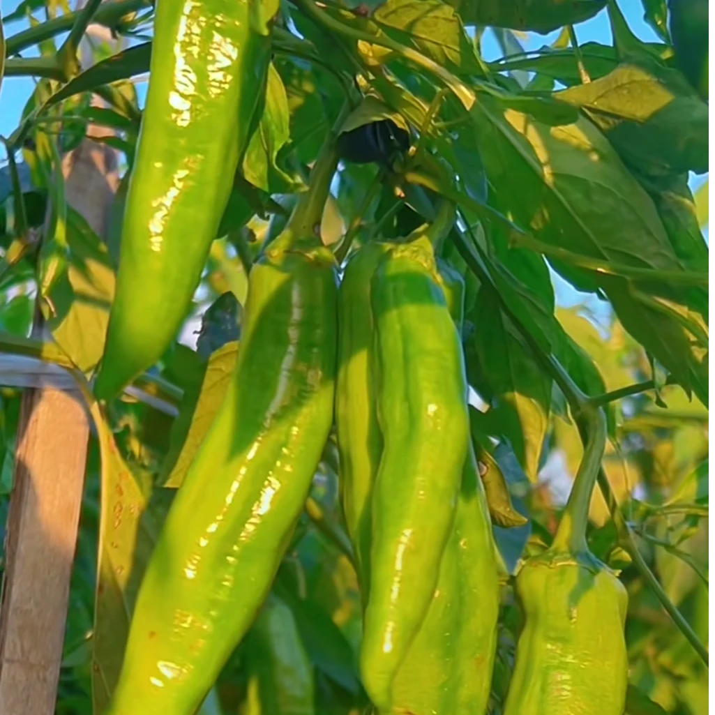 新鲜现摘辣椒特辣特香皮薄肉脆蔬菜之乡直供