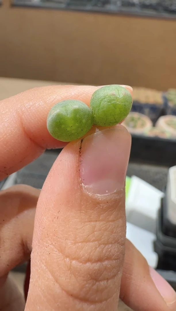 傻**蕊多肉植物肉锥16-60