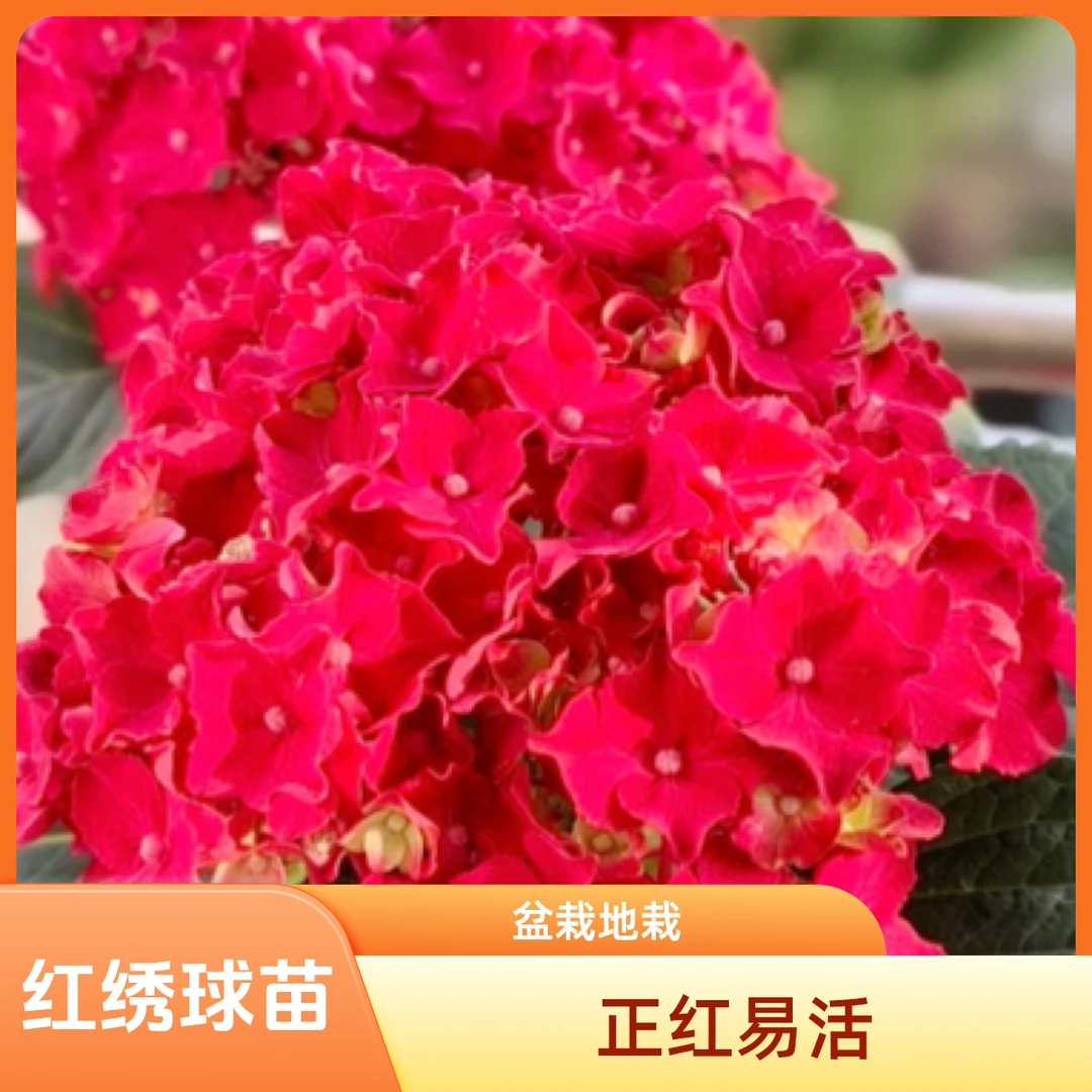 【红皇后】露天大苗盆，花后苗栽绿植鲜花地栽易，养护家用性强绣球花
