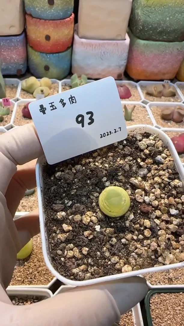 【闪购商品】25.2.7-93