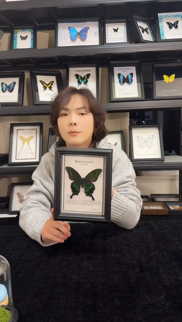 玻璃真实蝴蝶标本