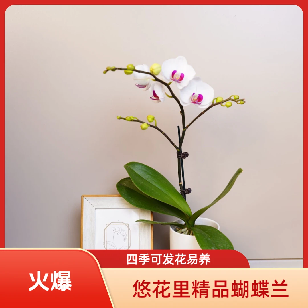 朝暮里蝴蝶兰【雪玉苗情好带花带少量花苞发货3.0寸】开花株发货