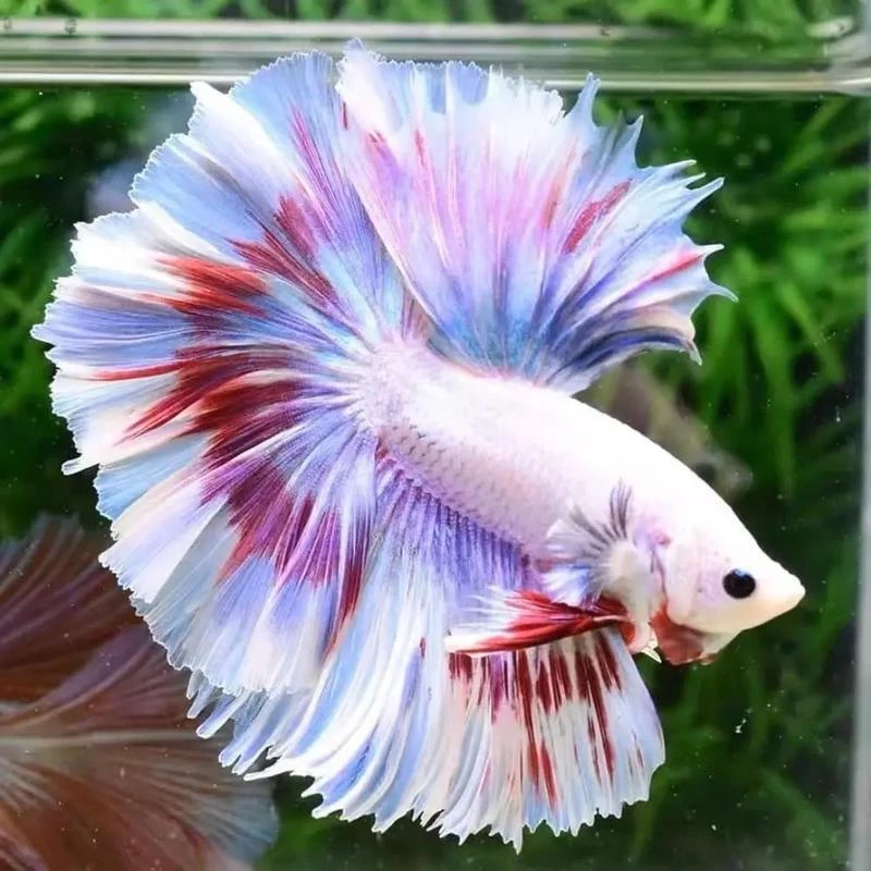 印尼进口斗鱼跑单进小黑屋058