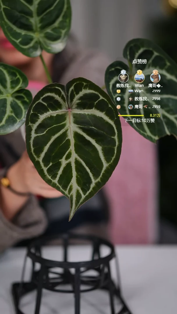 完全开放奇妙森林K红xNSE