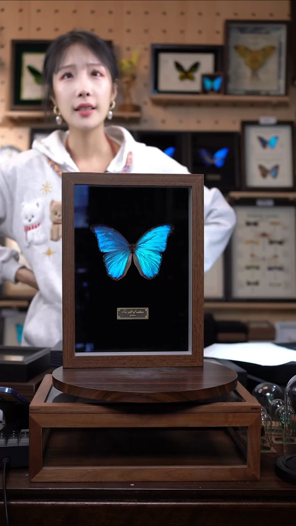 蝴蝶标本摆件竞拍b47