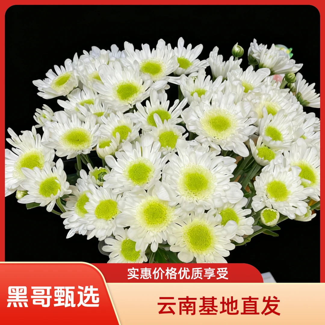 （瑞白）小雏菊云南基地直发鲜花