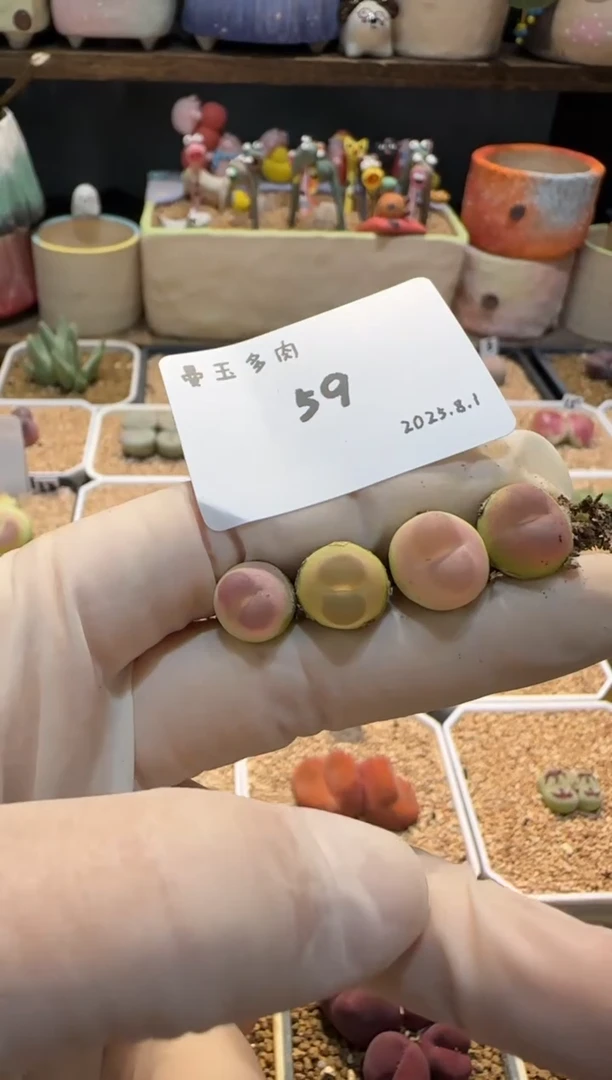 ?*?25.8.1-59李别买