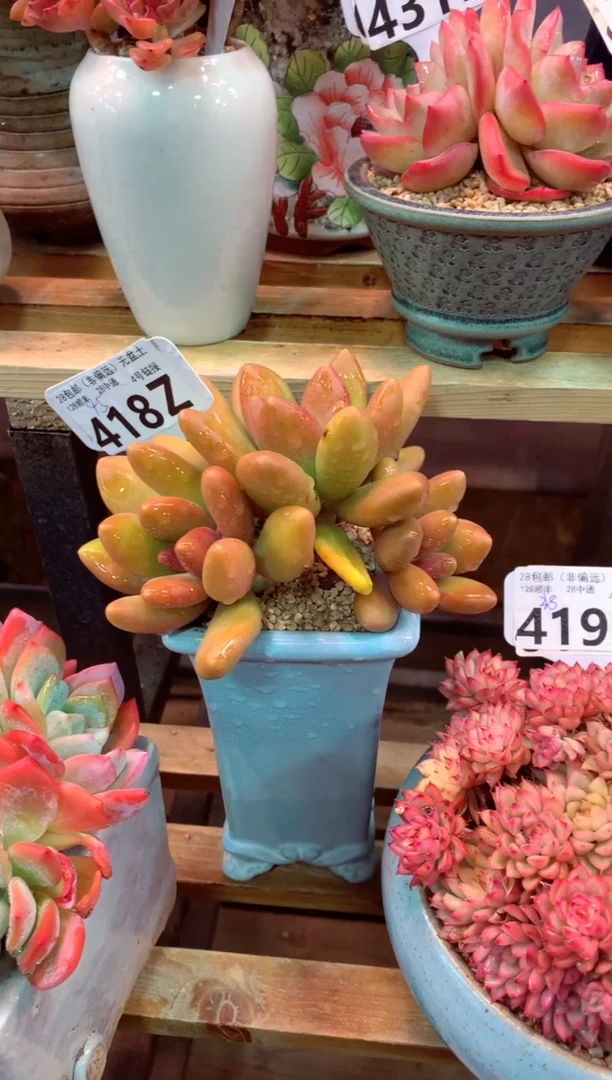 418Z（一物一拍，精品多肉，w所见即所得 ）