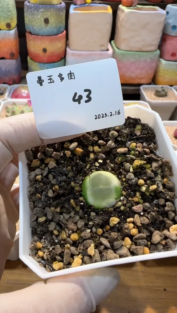 【闪购商品】25.2.16-43奶栗