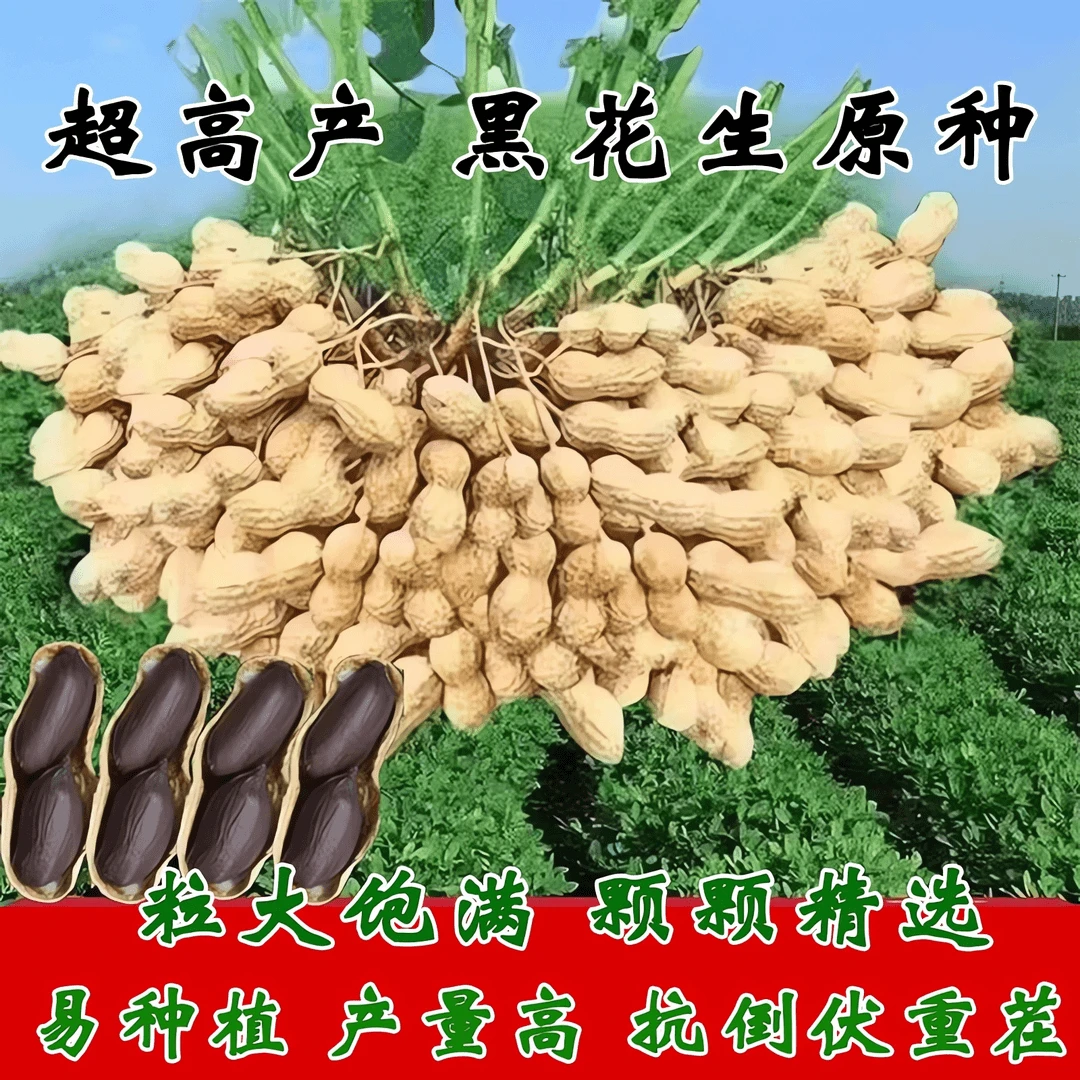 高产黑花生种子带壳富硒黑花生原种抗病耐旱大田播种黑紫花生种子