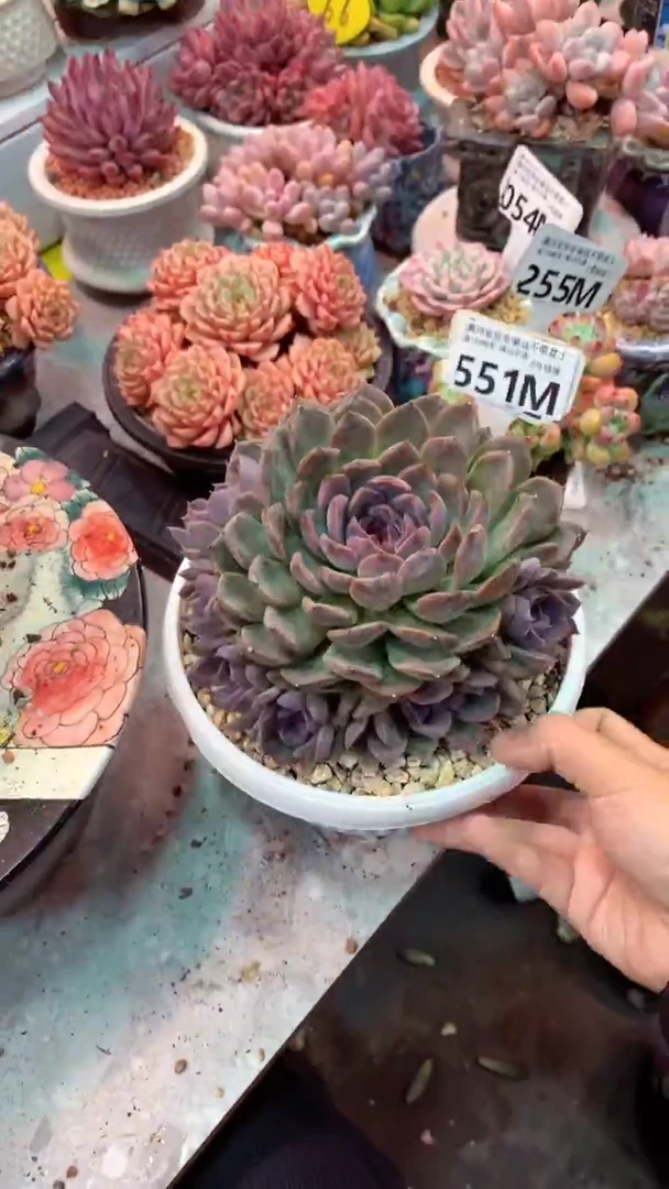 多**亿551M  (一物一拍实付满28发货，默认不带盆土）