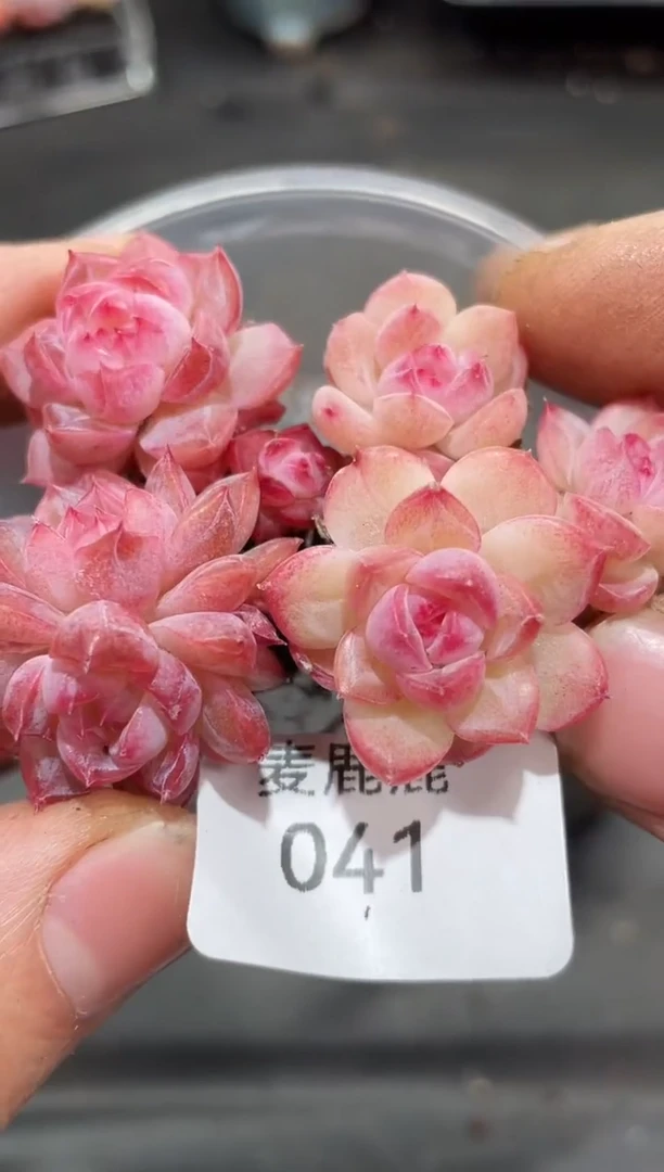 041梦幻仙子 量拍