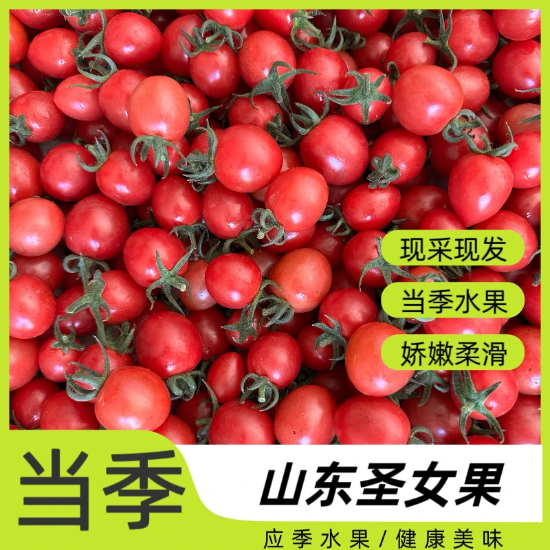 山东圣女果当季新鲜自然成熟脆甜爆汁樱桃小番茄现摘水果小柿子