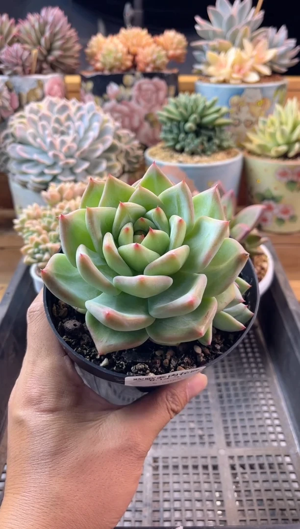 ༺*༻6.14-47祖母绿111111