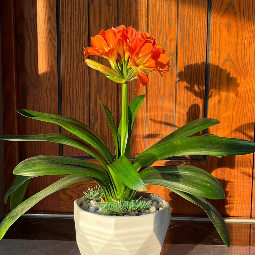 异型君子兰  原盆原土 带花苞 基地直发 18杯 四季长青