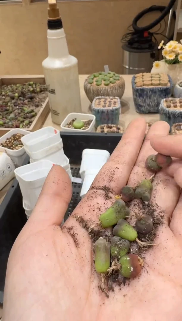 29-58多肉植物肉锥