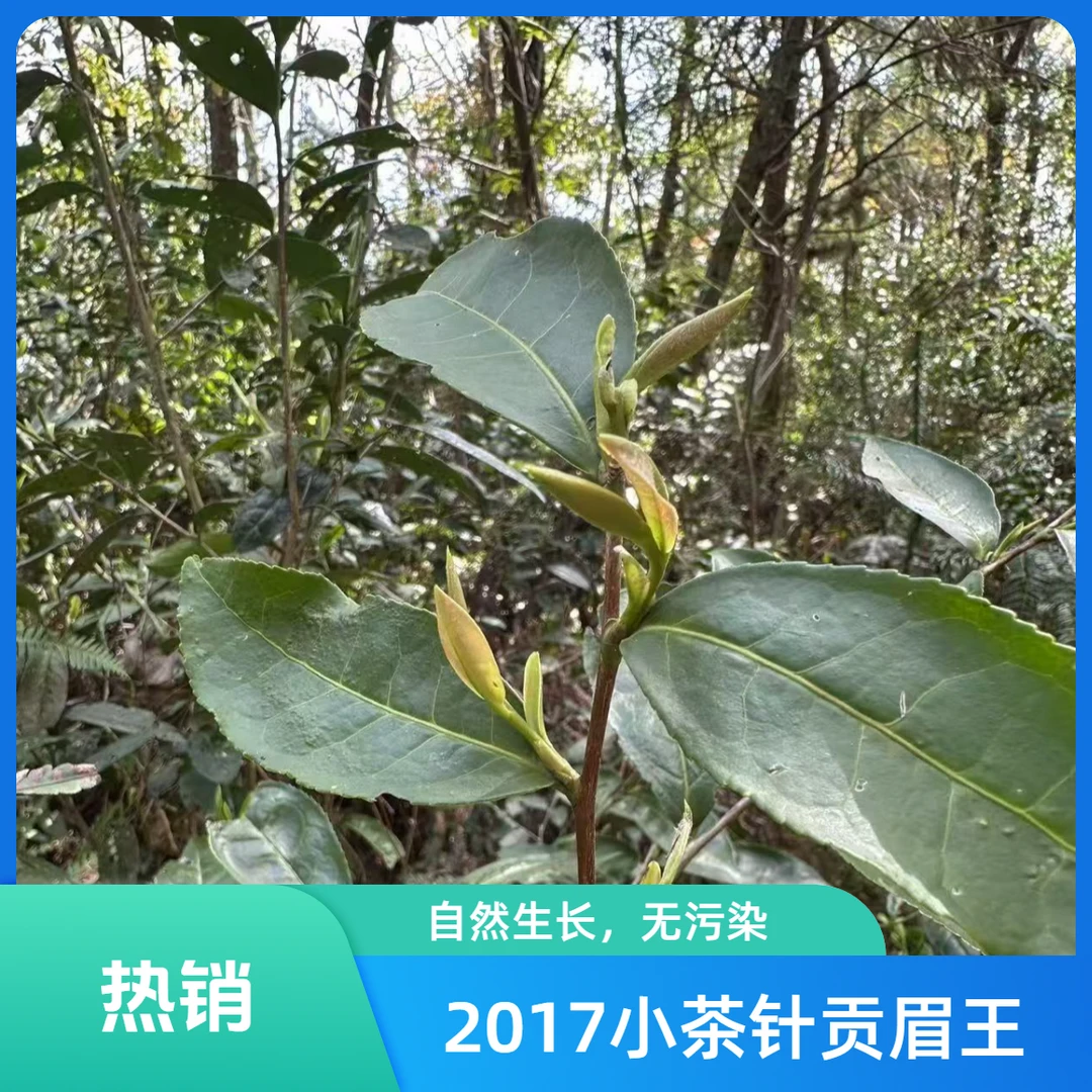 新品【知心贡眉王】福鼎白茶2017年小菜茶银针贡眉王 头采小菜针