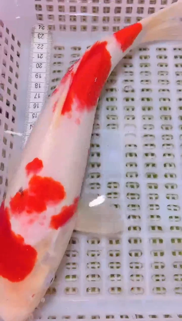 锦鲤冷水观赏鱼全场包邮23