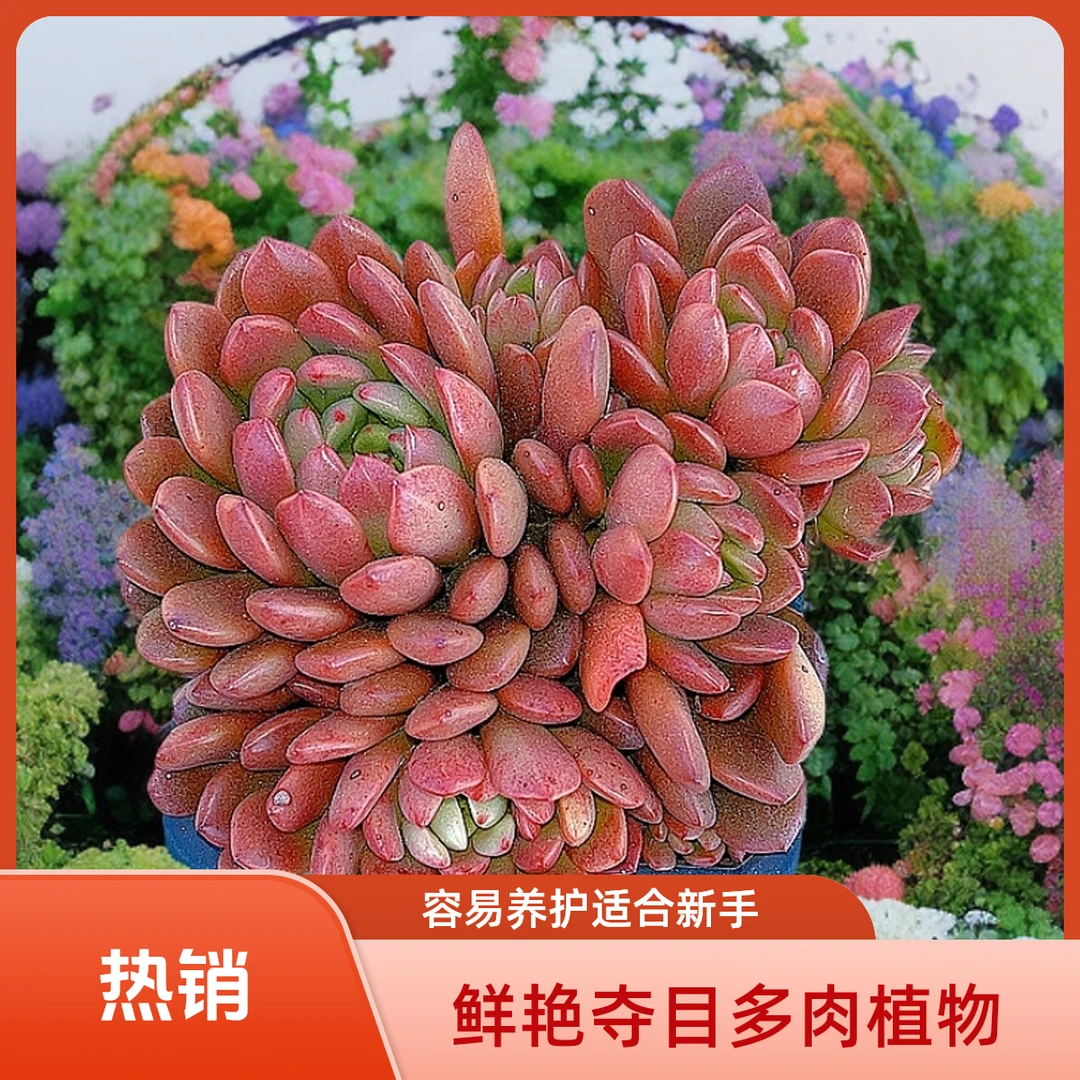 红宝石 光头强多肉植物散光上盆种植固定净化空气耐旱