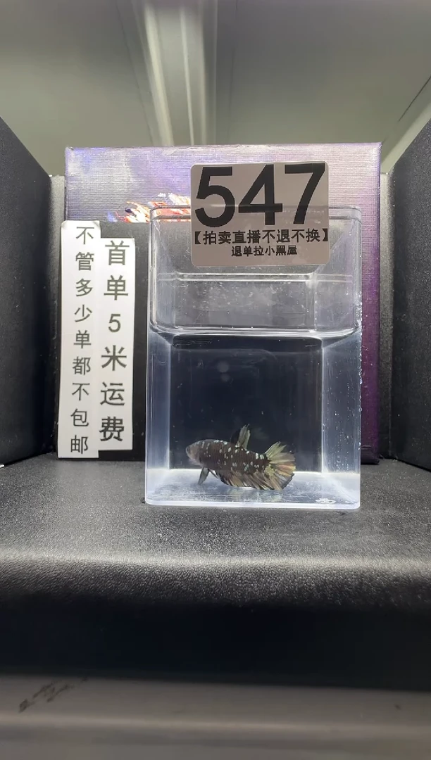 斗鱼母鱼编号：547