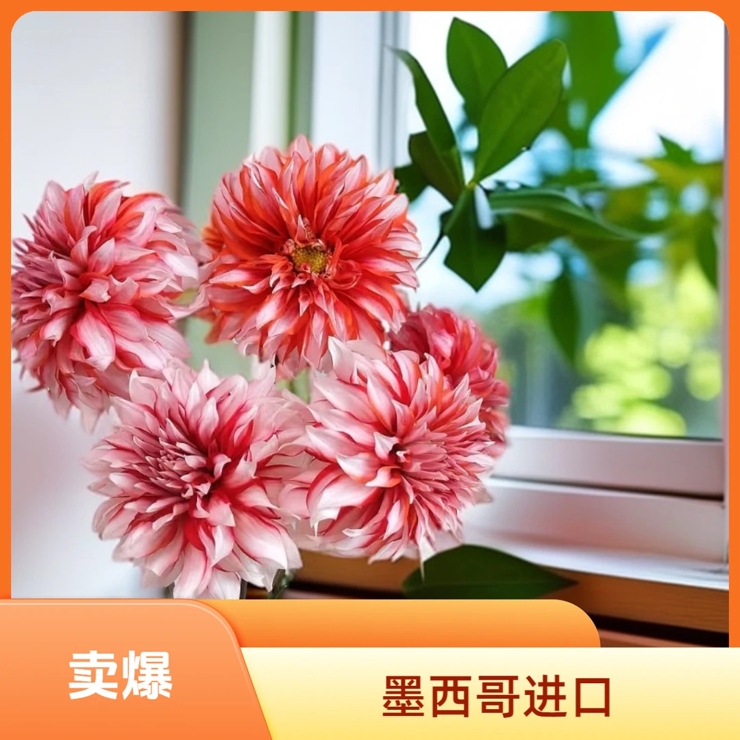 大丽花【圣诞老人】墨西哥进口多年生盆栽地栽花园阳台室内