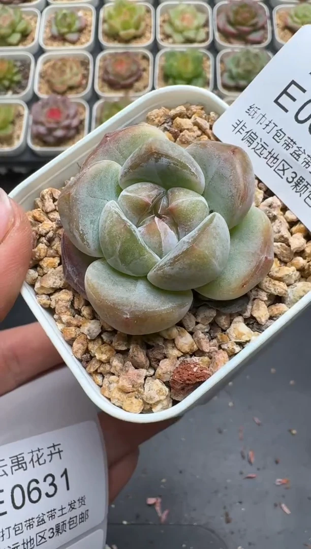 630E云禹多肉植物 带盆土纸巾打包 3颗包邮