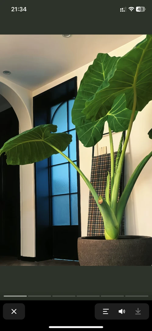 巨型象耳芋龙猫同款酒店盆栽庭院室内室外网红造景大型观叶植物